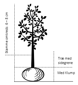 Træ med sidegrene,- stammeomkreds 6-8 cm. med klump