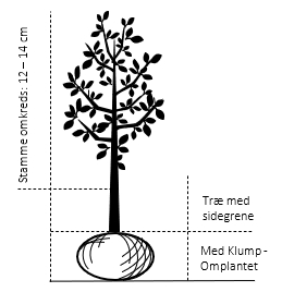 Træ med sidegrene,- stammeomkreds 12-14 cm. med klump, Omplantet