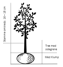 Træ med sidegrene,- stammeomkreds 16-18 cm. med klump