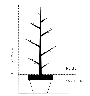 Heister 150-175 cm. Med potte