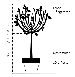Opstammet 150 cm. Potte 10 liter 2 års krone