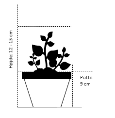P9 potte,- 12-15 cm.
