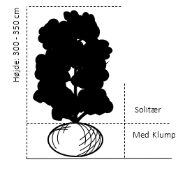 Solitær busk 300-350 cm. - med klump