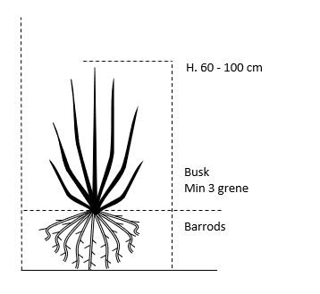 Busk,- barrods- minimum 3 grene -  60-100 cm. 