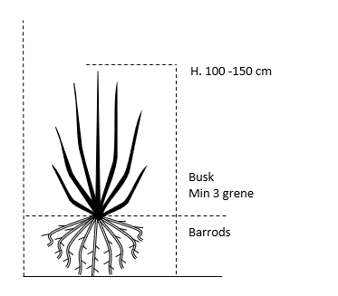 Busk,- barrods- minimum 4 grene -  100-150 cm. 