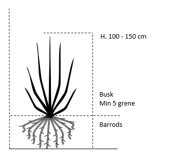 Busk,- barrods- minimum 5 grene -  100-150 cm. 