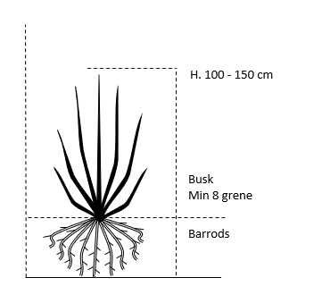 Busk,- barrods- minimum 8 grene -  100-150 cm. 