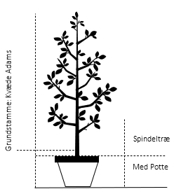 Spindeltræ  4-8 grene, 10 liter potte,- 130-160 cm.  (Kvæde-A)
