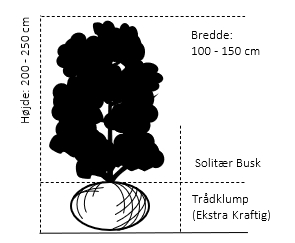 Solitær busk 200-250 cm. høj,- 100-150 cm. bred.,- med trådklump