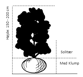 Solitær busk 150-200 cm. - med klump