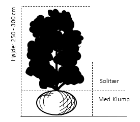 Solitær busk 250-300 cm. - med klump