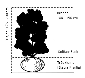 Solitær busk 175-200 cm. høj,- 100-150 cm. bred., med Trådklump