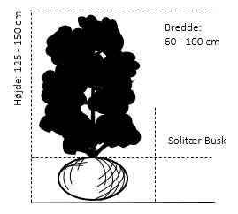 Solitær busk 125-150 cm. høj,- 60-100 cm. bred. 