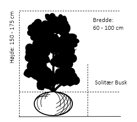 Solitær busk 150-175 cm. høj,- 60-100 cm. bred. 