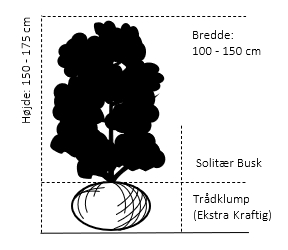 Solitær busk 150-175 cm. høj,- 100-150 cm. bred., med trådklump 