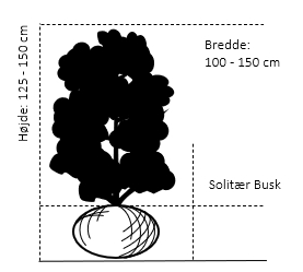 Solitær busk 125-150 cm. høj,- 100-150 cm. bred. 