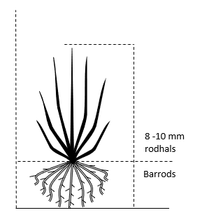 Barrods,- 8-10 mm. rodhals.