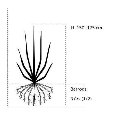 Barrods, 3 års (1/2) 150-175 cm.