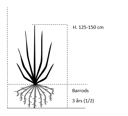 Barrods,- 3 års (1/2) 125-150 cm.