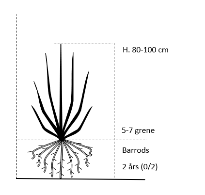 Barrods, 2 års (0/2) 80-100 cm. 5-7 grene