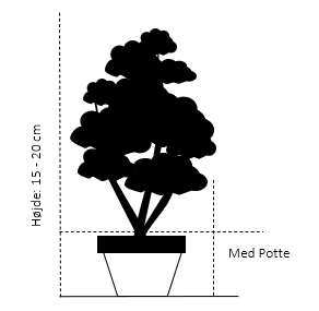 Med Potte, 15-20 cm.