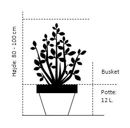 Potte 12 liter,- 80-100 cm. Busket