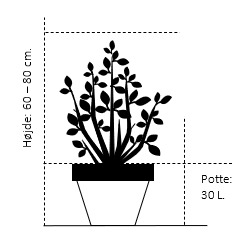 Potte 30 liter,- 60-80 cm.