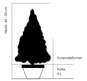 Pyramide 40-50 cm. 4 liter sort potte