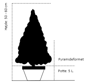 Pyramide 50-60 cm. 5 liter sort potte