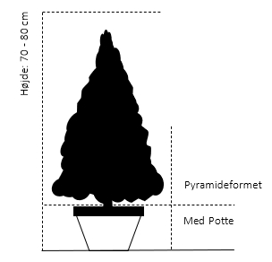 Pyramideformet med potte 70-80 cm.