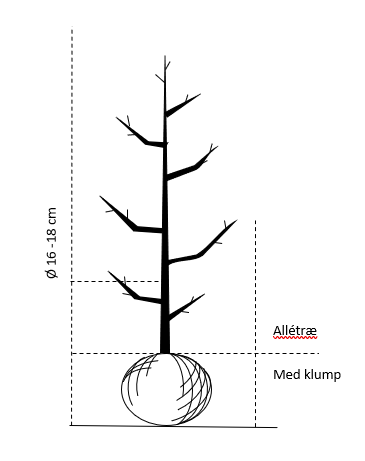 Alletræ, Stammeomkreds 16-18 cm. med klump