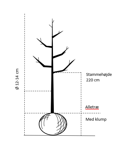 Alletræ, Stammeomkreds 12-14 cm. med klump, stammehøjde 220 cm.