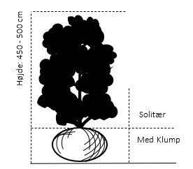 Solitær 450-500 cm. med klump