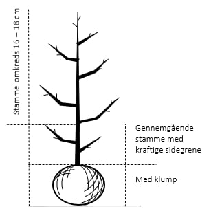 Gennemgående stamme, med kraftige sidegrene, 16-18 cm. omkreds, med klump