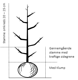Gennemgående stamme, med kraftige sidegrene, 20-25 cm. omkreds, med klump