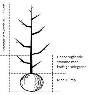 Gennemgående stamme, med kraftige sidegrene, 30-35 cm. omkreds, med klump