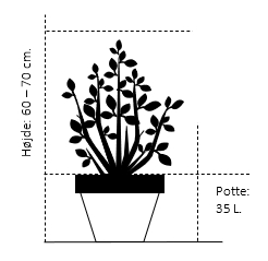 Potte 35 liter 70-80 cm.