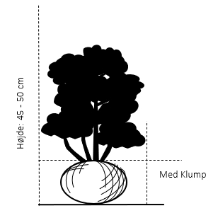 Med klump,- 45-50 cm.